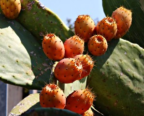 Italy, Salento: Prickly pears.