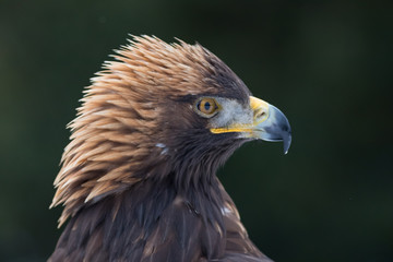 golden eagle male portrait