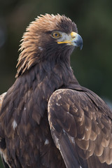 Obraz premium golden eagle male portrait
