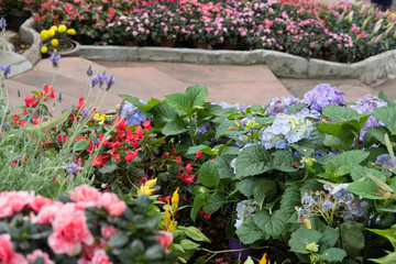 blue hydrangea, red begonia & yellow hornbill in garden. blooming flower in park. fresh flora blossom
