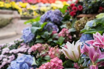 pink lily flower in garden. blooming flora. flowerbed in park.