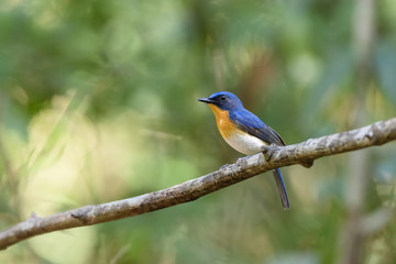 Male Tickell's blue flycatcher perching on tree branch with green bokeh background , Thailand