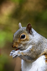 Gray squirrel eating a peanut in a park