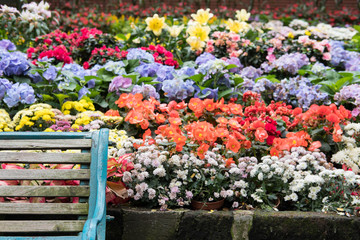 wood bench in park. yellow & white chrysanthemum, red begonia, purple hydrangea flower in garden. blooming flora in flowerbed