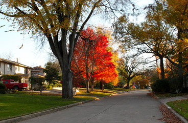 Brilliant Fall Trees in Neighborhood With Red Truck