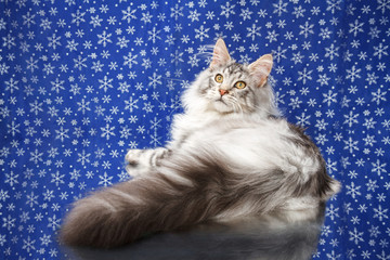 Search photos maine coon cats