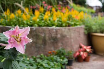 pink lily flower in garden. blooming flora. flowerbed in park.