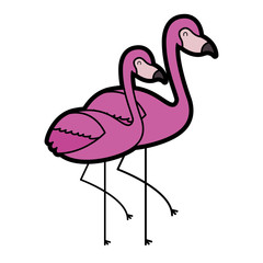 two flamingo bird exotic tropical animal image vector illustration