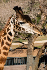 girafa