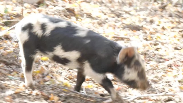 Maiale selvatico nel bosco