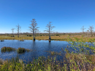 windy winter swamp landscape
