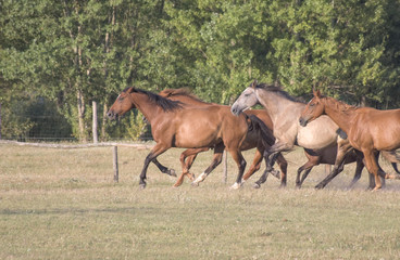 Obraz premium Horse Palaton Ungarn