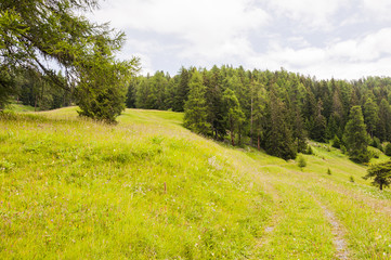 Ftan, Wanderweg, Engadin, Unterengadin, Motta Naluns, Bergbahn, Alpen, Nationalpark, Lärchenwald, Graubünden, Sommer, Schweiz