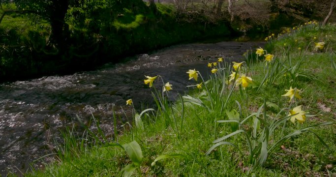 Daffodil'S On The River Dove Riverbank; Spring Daffodils; Farndale, North Yorkshire