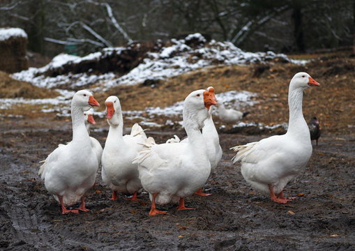 Herd of the fattened white geese in the yard