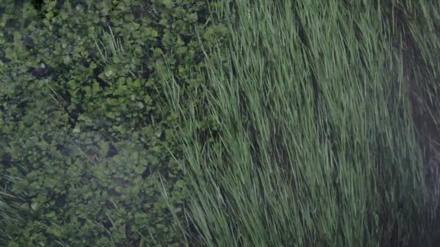 Flora under clear water in Blue Spring, Te Waihou, New Zealand