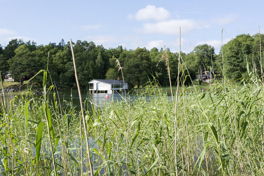 Grass near lake