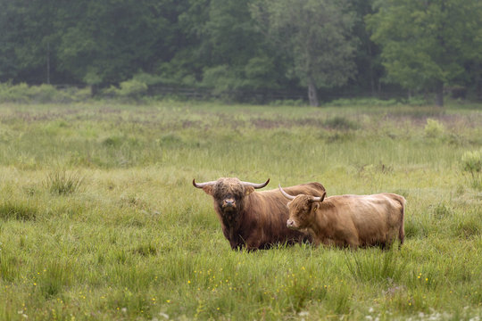 Two brown highland cows standing in grass