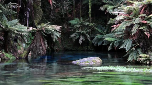 The Blue Springs, stunning blue pool, Te Waihou Walkway, New Zealand
