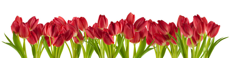 beautiful fresh tulips in a row isolated on white can be used as background