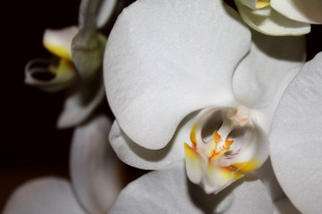 Orchid white