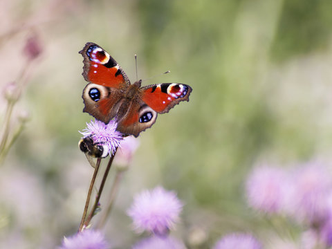 European Peacock (Aglais io) butterfly perching on flower
