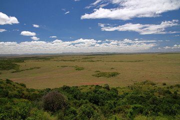 Fototapeta na wymiar Savannah, Masai Mara National Reserve, Kenya