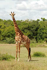 Naklejka na ściany i meble Giraffe, Maasai Mara National Park, Kenya