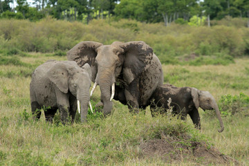 Naklejka na ściany i meble Elephants, Maasai Mara National Reserve, Kenya