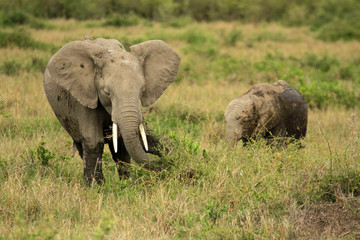 Elephants, Maasai Mara National Reserve, Kenya