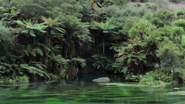 The Blue Springs landscape, Te Waihou Walkway, New Zealand