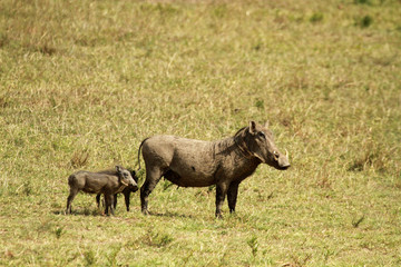 Naklejka na ściany i meble Warthogs, Masai Mara National Park, Kenya