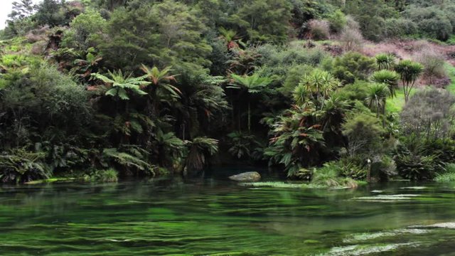The Blue Springs located at Te Waihou Walkway,Hamilton,  New Zealand