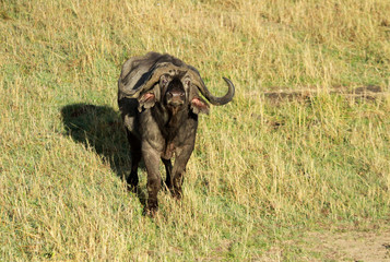 Buffalo, Masai Mara National Reserve, Kenya