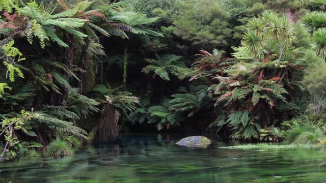 The Blue Springs, Te Waihou Walkway, New Zealand