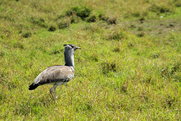 Kori bustard, Masai Mara National Reserve, Kenya