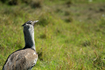 Kori bustard, Masai Mara National Reserve, Kenya