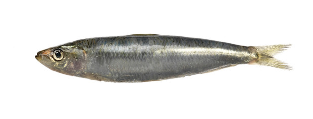 sardine on white background
