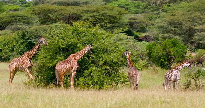 Four Masai Giraffe Feeding; Maasai Mara Day 4; Maasai Mara, Kenya, Africa