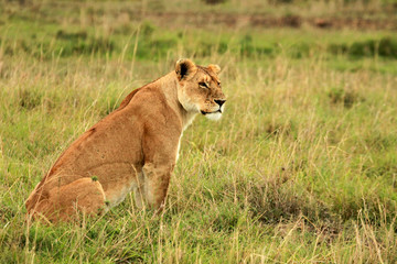 Fototapeta na wymiar African Lion female, Masai Mara National Reserve, Kenya