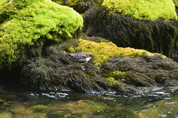 Cincle plongeur (Cinclus cinclus)