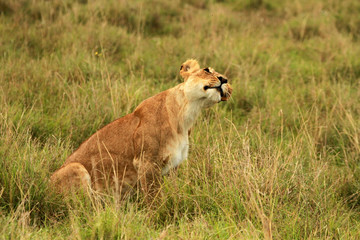 African Lion female, Masai Mara National Reserve, Kenya