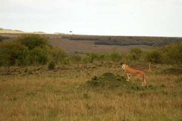 African Lion female, Masai Mara National Reserve, Kenya