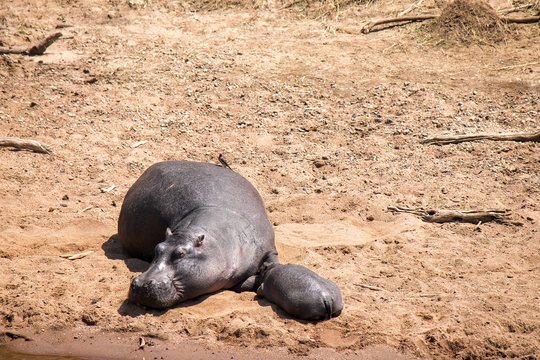 Mother and Baby East African Hippos - Scientific name: Hippopotamus amphibius kiboko - Sunbathing on the River Bank