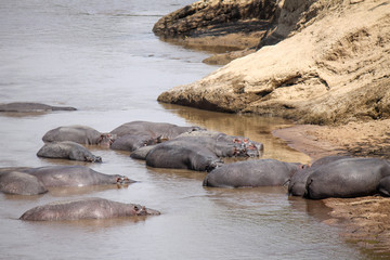 Large Family Group of East African Hippos - Scientific name: Hippopotamus amphibius kiboko - On the Bank of the Mara River some Submerged Camouflaged as big Boulders