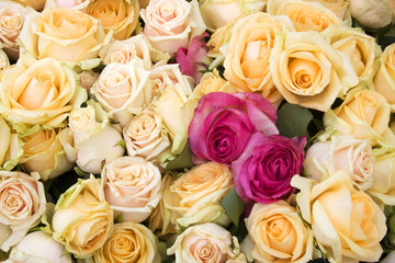 Obraz na płótnie Canvas Floral background with roses, good for greeting card. Two bright pink roses between bunch of light pink and light yellow roses close up. Love concept. Valentina’s Day background.