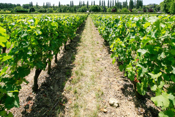 view of vineyard in Val de Loire region of France