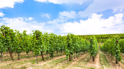 Fototapeta na wymiar blue sky over vineyard in region of Alsace
