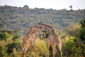 Two Dominant Males of Masai or Kilimanjaro Giraffe - Scientific name: Giraffa tippilskirchi - with Crossed Necks Fighting over Territory