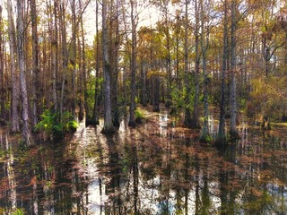 autumn cypress swamp landscape